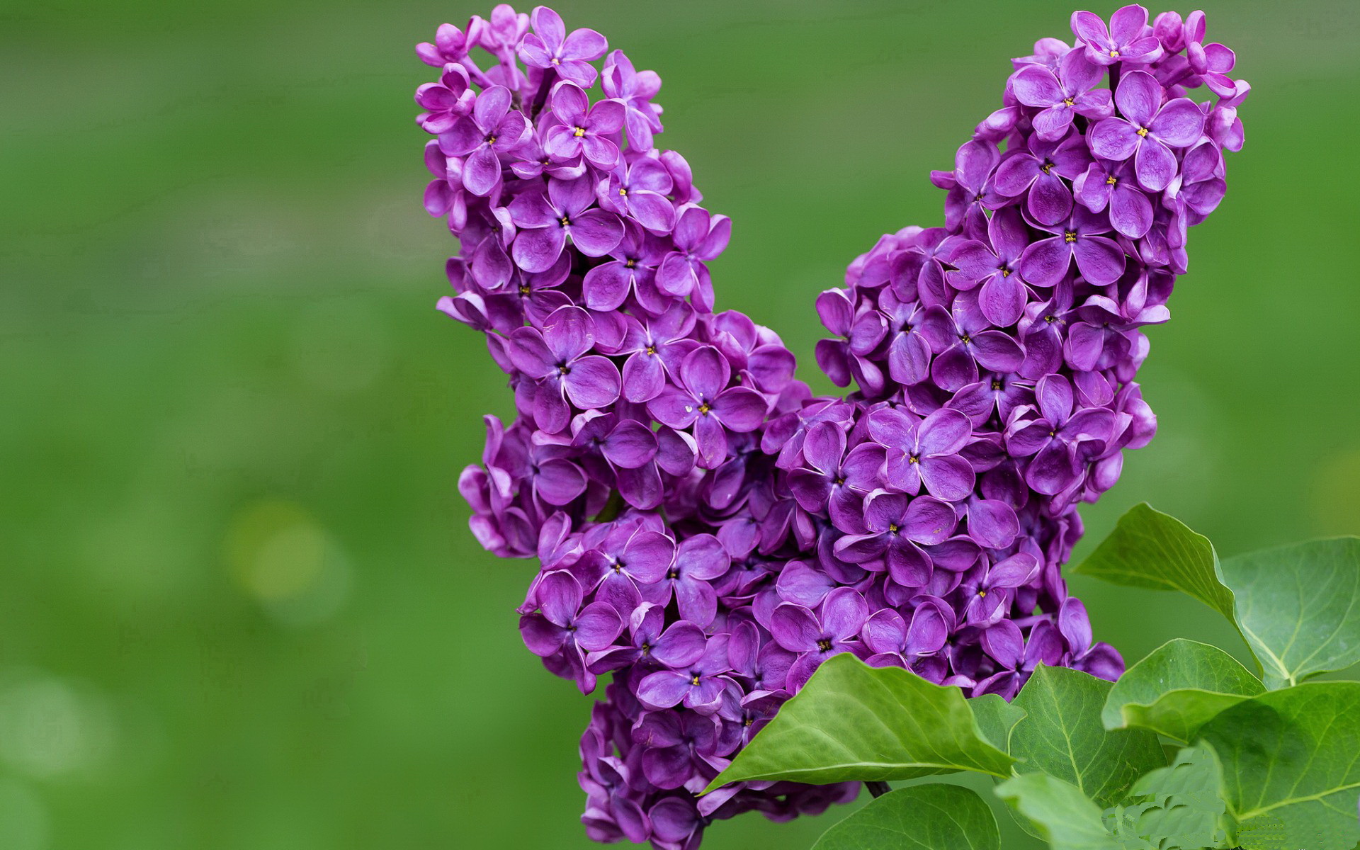 开云·体育官网APP下载-_森林狼连续获胜，士气爆棚追梦季后赛_，森林狼总决赛