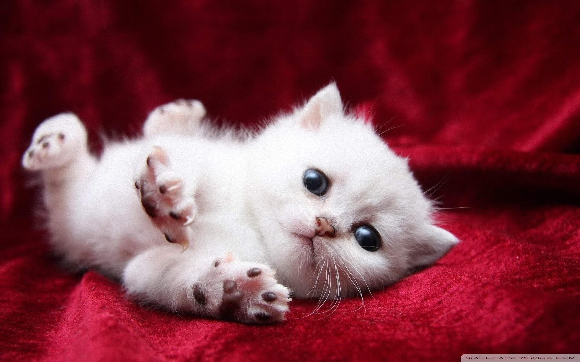 开云娱乐-_运动员多元发展：广告、慈善、商业全方位布局_，运动员商业化的背后原因