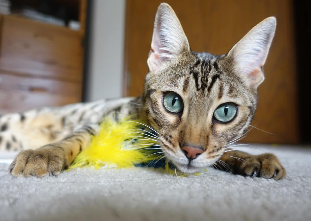 开云体育网页版入口-世界乒乓球锦标赛中国队包揽男女单打冠军,世界乒乓球锦标赛中国参赛  第2张 开云体育网页版入口-世界乒乓球锦标赛中国队包揽男女单打冠军,世界乒乓球锦标赛中国参赛  第2张