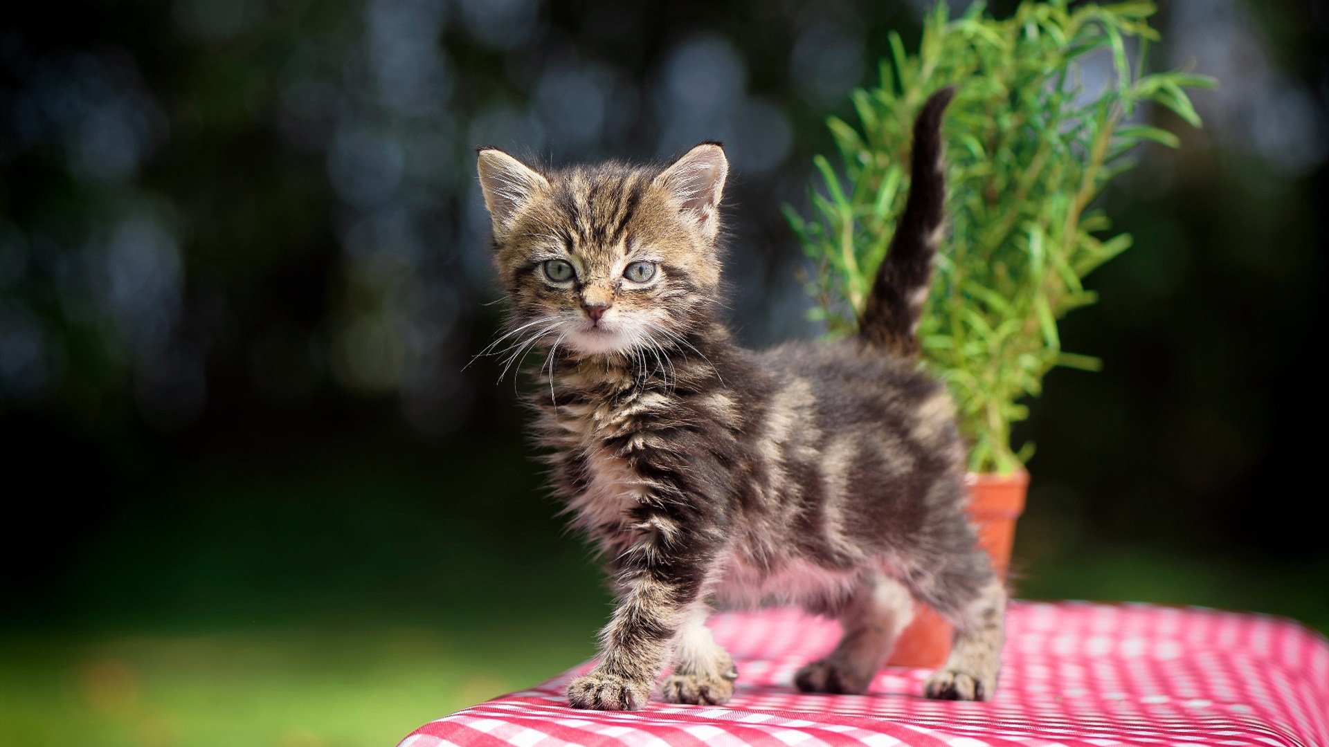 开云娱乐官网-国足新星在海外联赛取得首球，国足海外球员名单